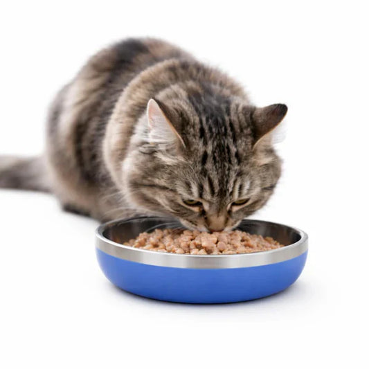 Why Cats Need an Anti-Slip Food Bowl