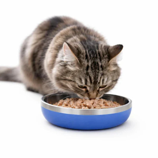 Why Cats Need an Anti-Slip Food Bowl